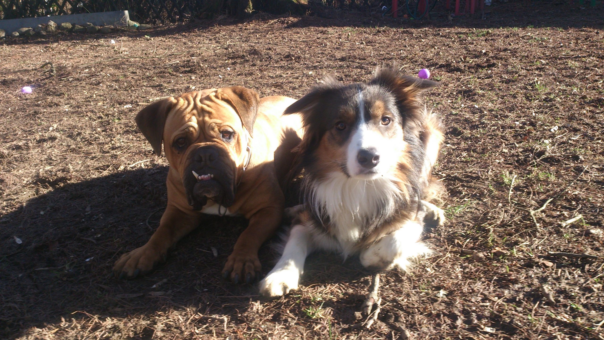 Theater- und Filmhund „Spykie“ und Bordercollie „Karli“